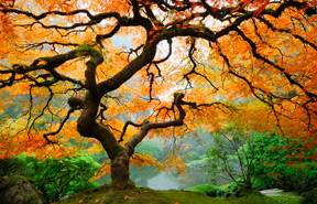tree_color